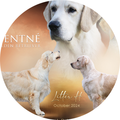 Grafick� pr�ce, mating flyer, let��ek psi, design dog