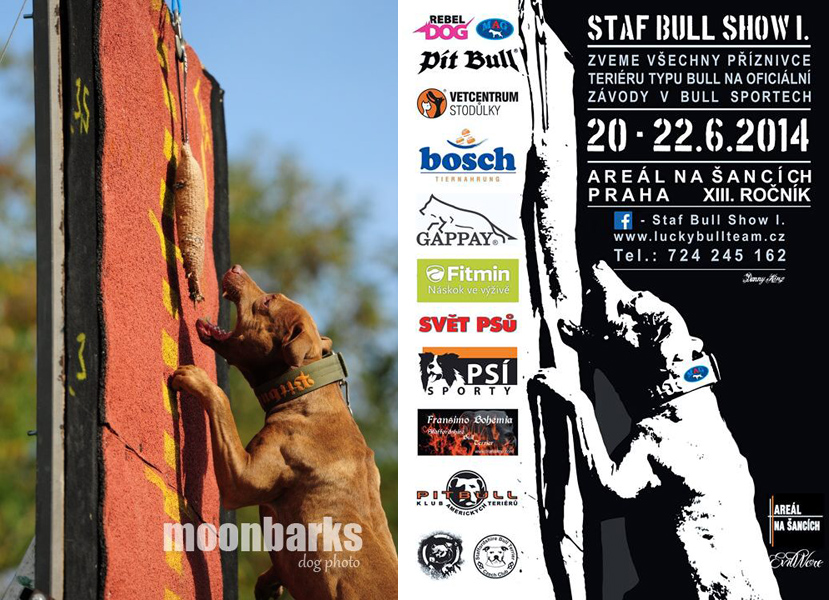 Focen� ps� ateli�r Praha, profesion�ln� fotograf Praha, Staf bull show Praha 2014